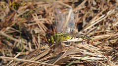 Anax nigrofasciatus