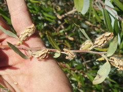 Salix mucronata mucronata