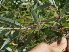 Salix mucronata mucronata