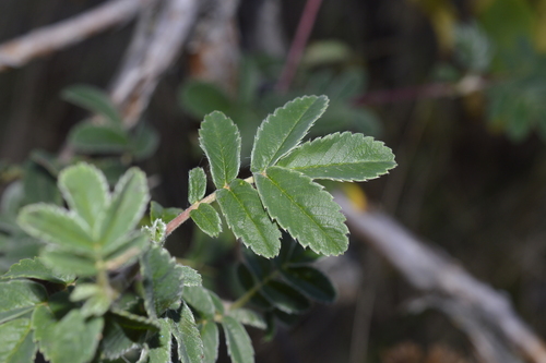 Polylepis hieronymi, photograph 2