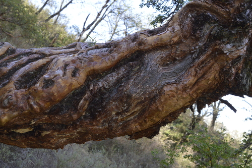 Polylepis hieronymi, photograph 3