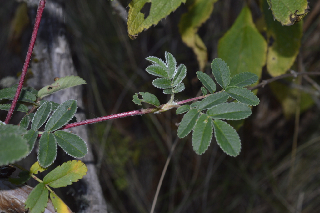 Polylepis hieronymi; photograph (c) E Santos Ortega, some rights reserved (CC BY)