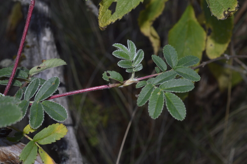 Polylepis hieronymi