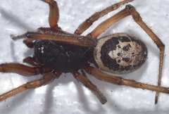Steatoda nobilis
