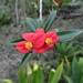 Euphorbia helenae - Photo 由 J. Burke Korol 所上傳的 (c) J. Burke Korol，保留部份權利CC BY-NC