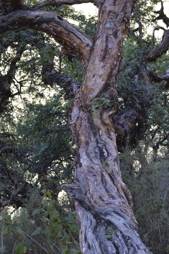 Polylepis hieronymi, photograph 1
