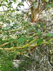 Tillandsia huamelulaensis