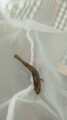 Clarence Galaxias photo 3