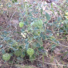 Physalis hederifolia