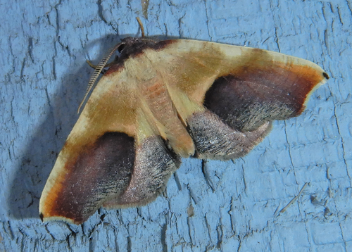 Purple Plagodis Moth photo 3