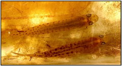 Golden Galaxias photo 3
