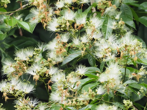 Albizia lucidior observed 2023-05-27