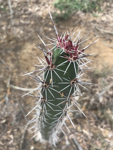 Octopus Cactus
