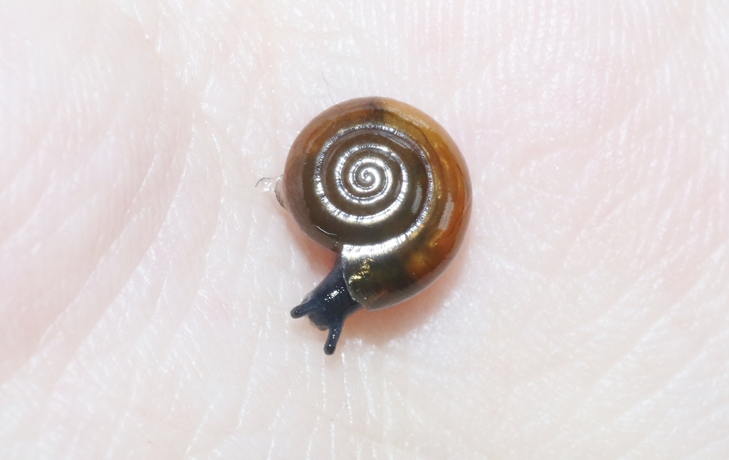 Cellar Snail