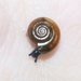 Cellar Snail - Photo (c) James Bailey, some rights reserved (CC BY-NC), uploaded by James Bailey