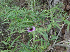 Ipomoea carolina