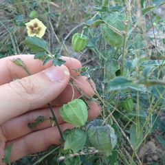 Physalis hederifolia