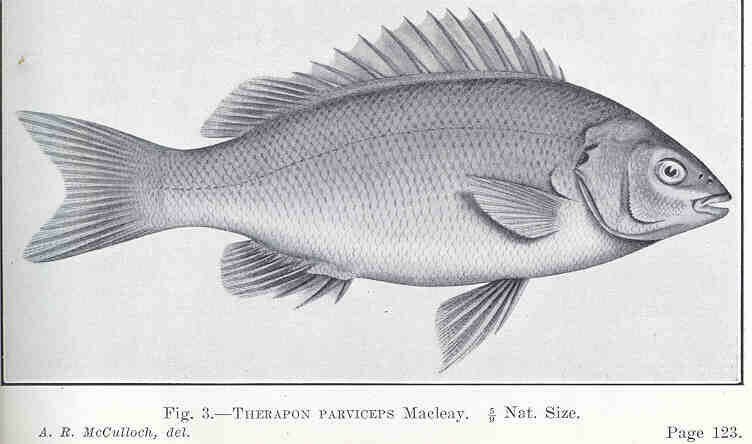 Smallhead Grunter