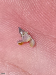 Aspalathus acuminata acuminata