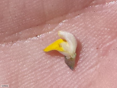 Aspalathus acuminata acuminata