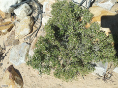 Aspalathus acuminata acuminata