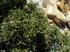 Aspalathus acuminata acuminata