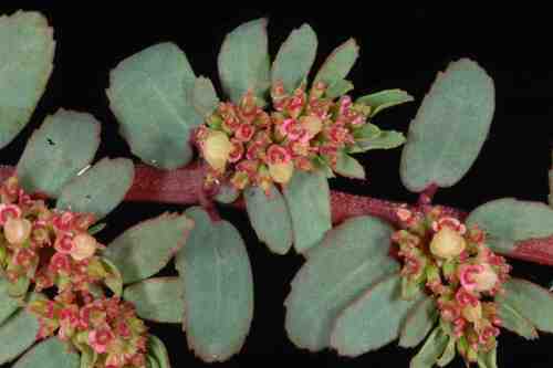 Euphorbia trialata