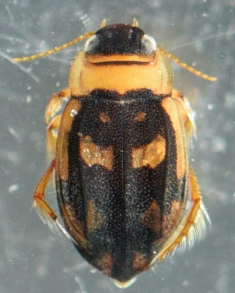 Hydroporini