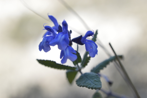 Image of Salvia cuspidata by (c) E Santos Ortega, some rights reserved (CC BY)
