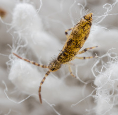 Entomobryoidea