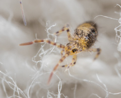 Entomobryoidea