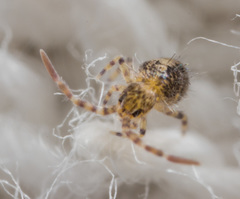 Entomobryoidea