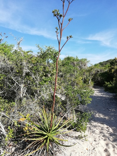 Agave karwinskii