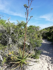 Agave karwinskii