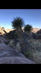 Yucca faxoniana