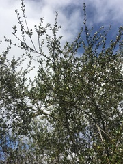 Ceanothus megacarpus megacarpus