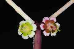 Euphorbia arteagae