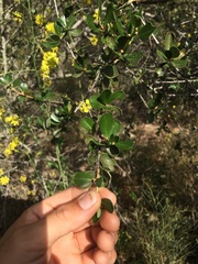 Ceanothus megacarpus megacarpus