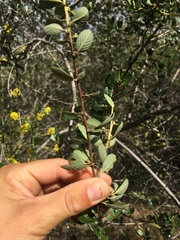 Ceanothus megacarpus megacarpus