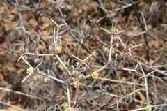 Euphorbia arteagae