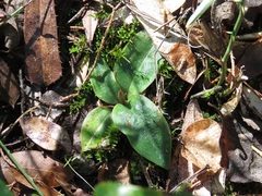 Mesadenus lucayanus