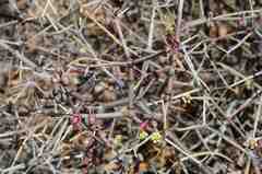 Euphorbia arteagae