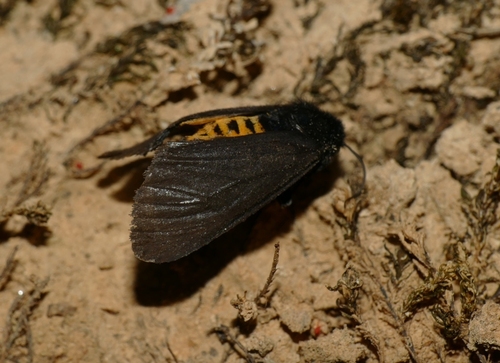 Epatolmis luctifera