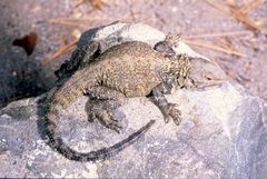 Caucasian Agama photo 3