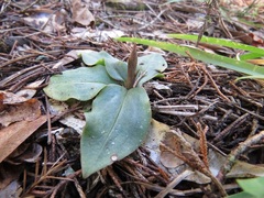 Mesadenus lucayanus