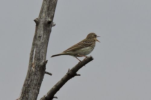 Šumska trepteljka (Anthus trivialis)