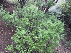 Euphorbia arteagae