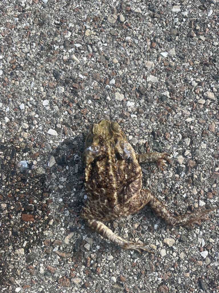 Cane Toad from Reef Point Cir, Naples, FL, US on June 1, 2023 at 0828 AM by italty. Roadkill