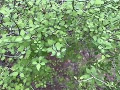 Euphorbia arteagae