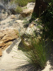 Afroscirpoides dioeca